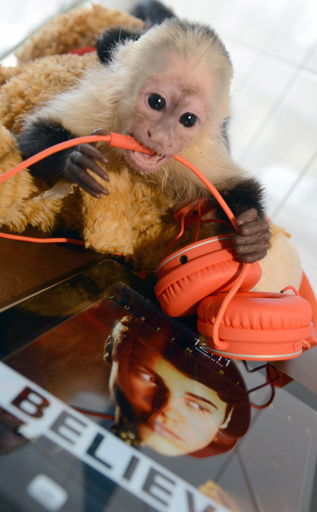 Bieber's Monkey Mally Has Photoshoot, Still Being Held in Germany E
